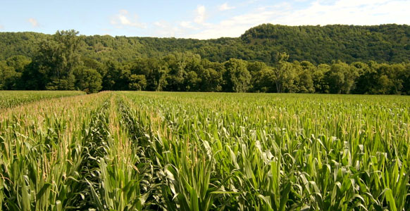Corn plants across a field do not all reach pollination at exactly the same time, so the pollination period for the field is longer than that of an individual plant.