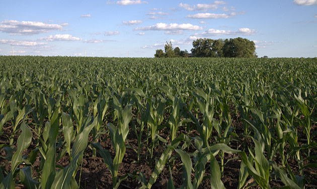 cornfield with group of trees in distance - early season