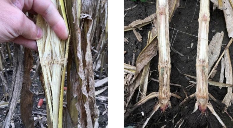 Photo - wilted soybean plants surrounded by healthy plants are a common sign of Phytophthora.