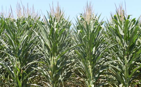 Corn showing the effects of extreme heat and drought stress in central Iowa.
