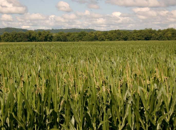 Photo - Cornfield later in the season.