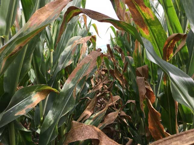 Photo - Corn canopy showing severe sunscald injury.