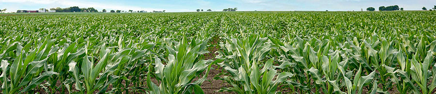 Cornfield - early season - farm buildings in far background Cornfield - early season - farm buildings in far background