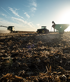 Photo - Corn harvest