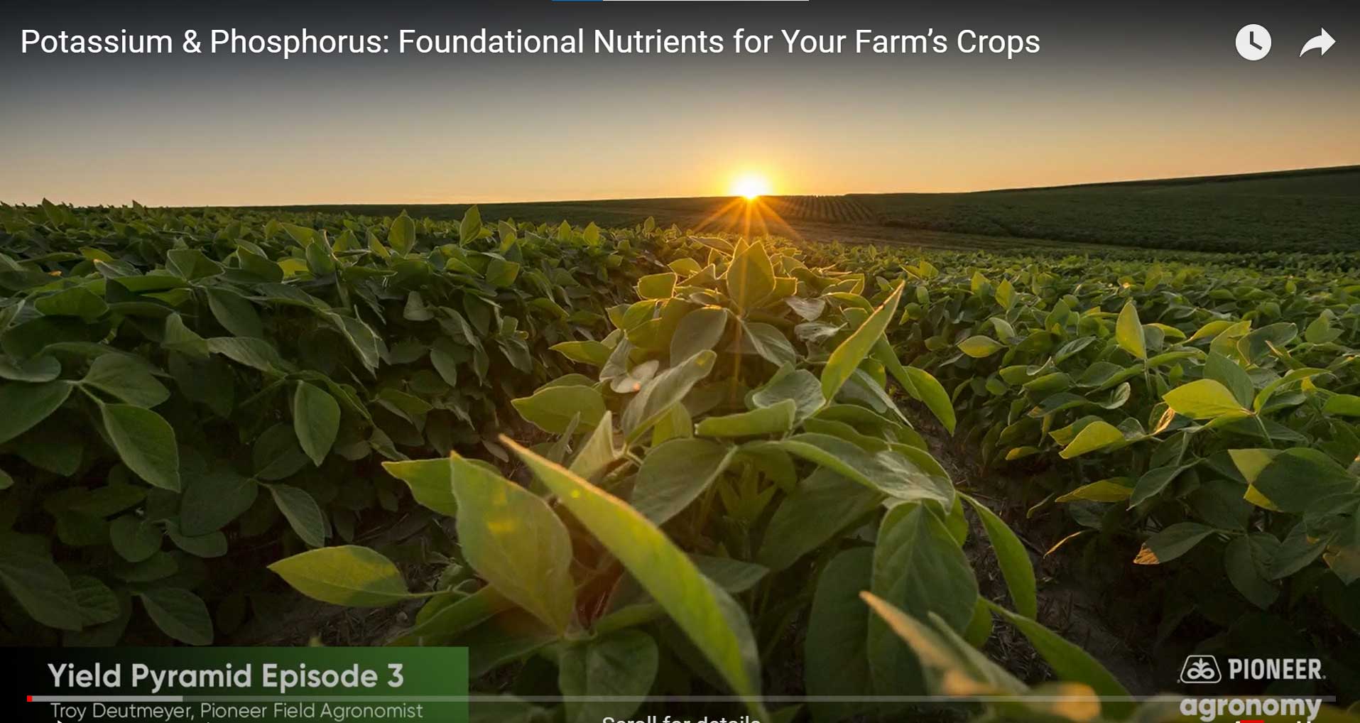 Potassium & Phosphorus: Foundational Nutrients for Your Farm’s Crops