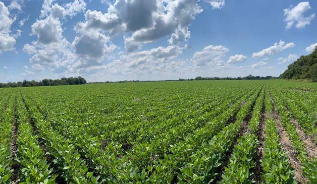Photo - holding soybean plant in field.