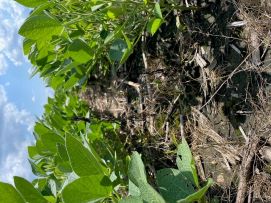 Photo - closeup - between rows in soybean field
