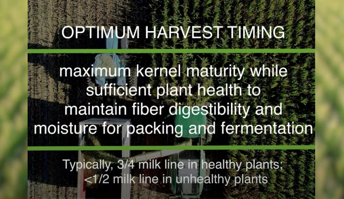 Optimum Timing for Corn Silage Harvest