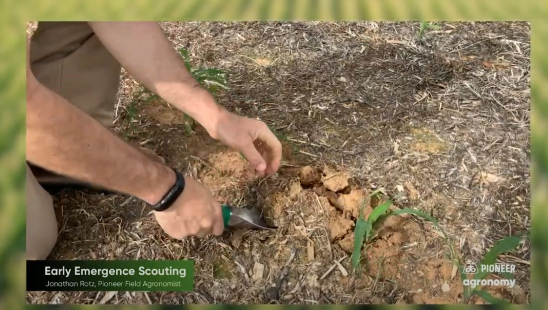 Late Season Corn: Assessing Plants Before Harvest