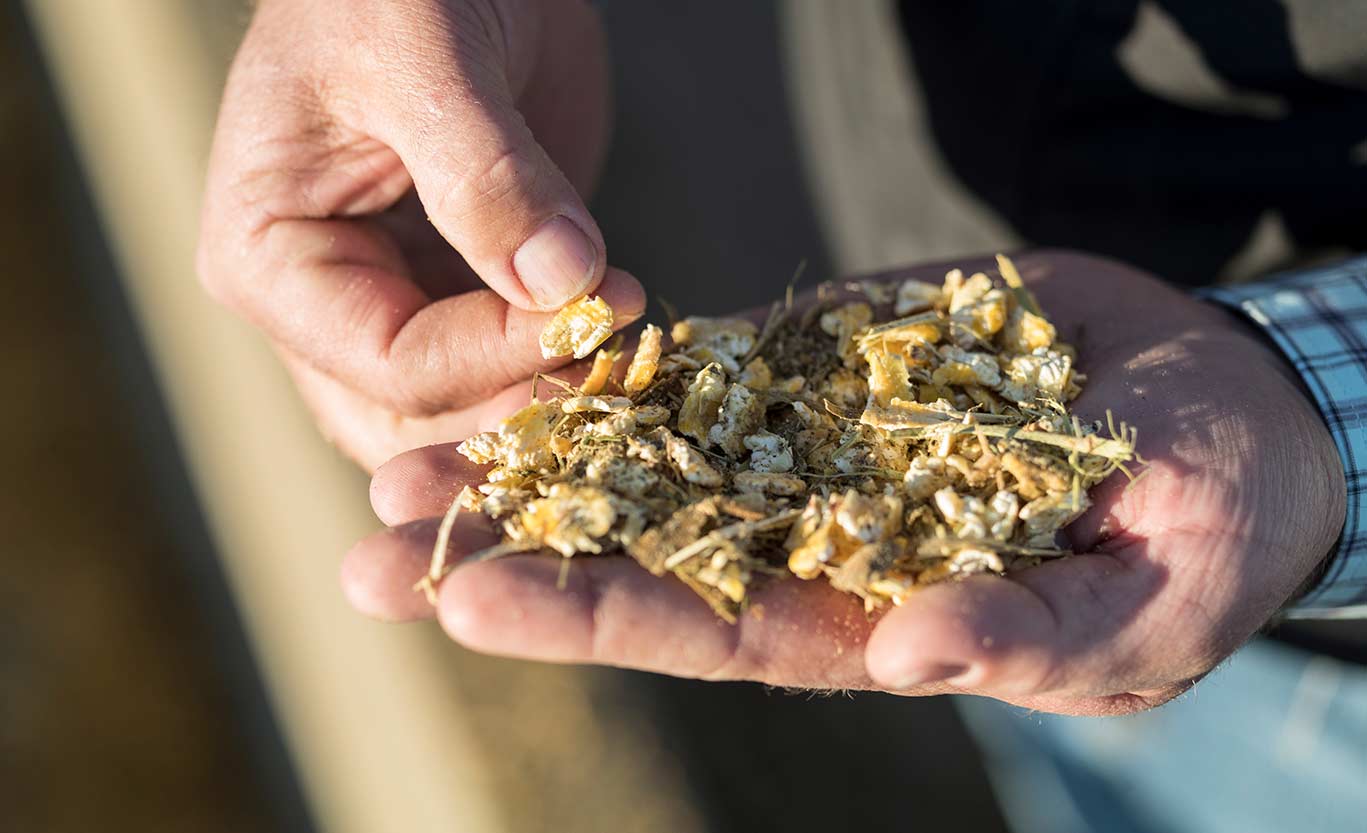 Pioneer brand Forage Products