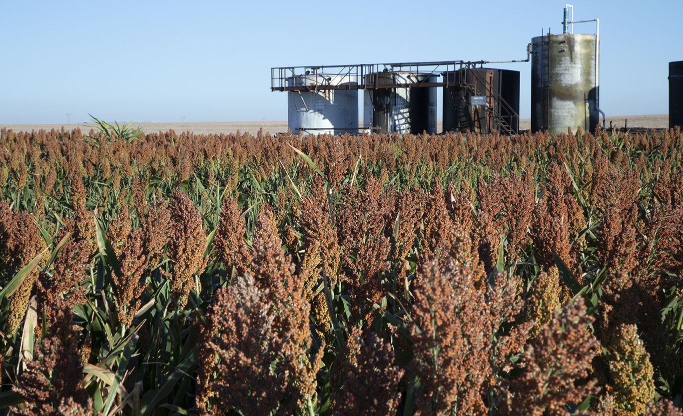 Where Does Sorghum Fit?