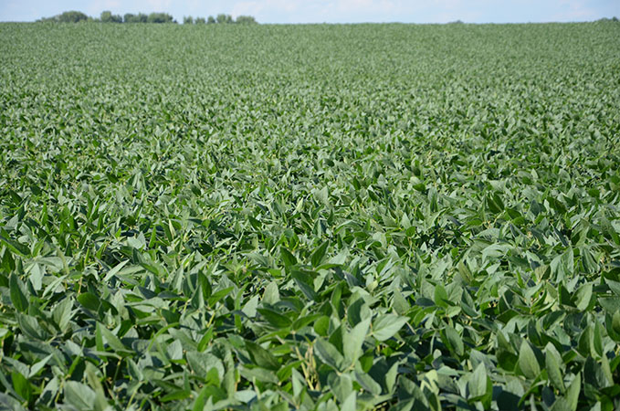 Photo - Healthy soybean field - midseason