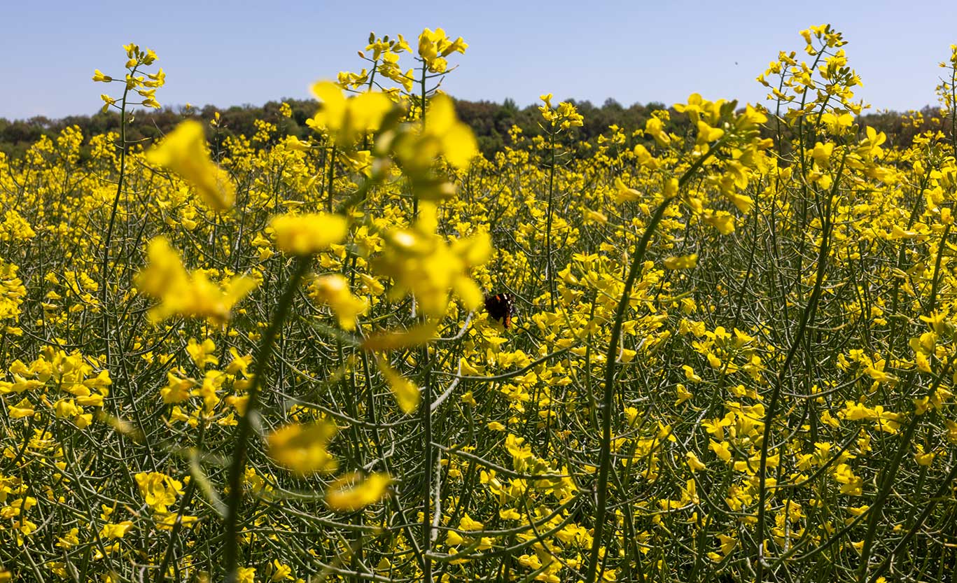 Blooming canola plants in field