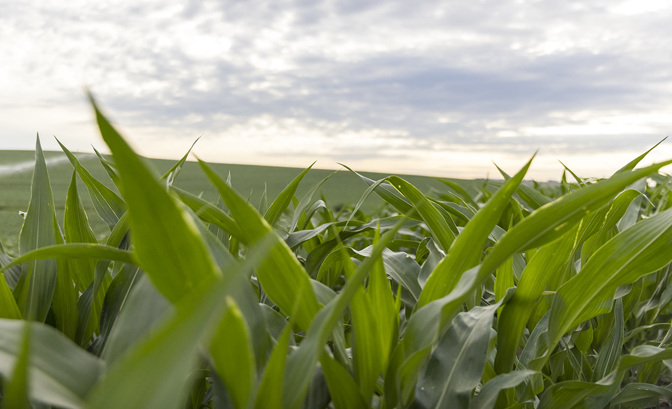 Corn plants in field - midseason - leaves in closeup