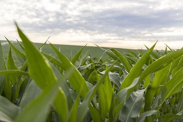 Corn plants - closeup with larger field in distance