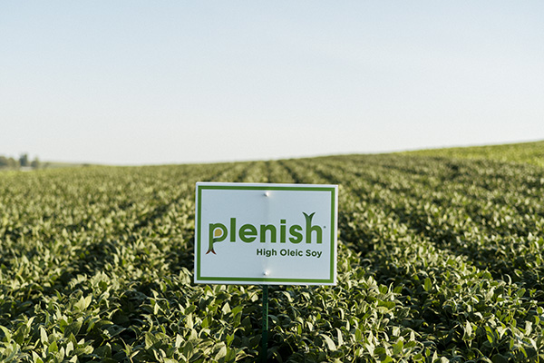 Plenish soybean field with sign - midseason
