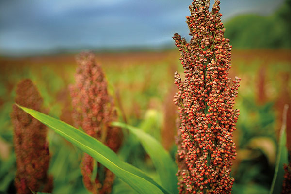 Closeup - sorghum plants in field