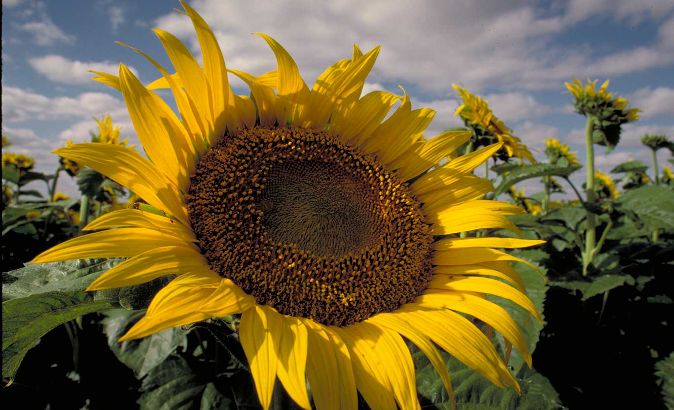 Sunflower blooming in field - closeup