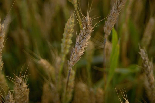 Wheat plant in field - closeup