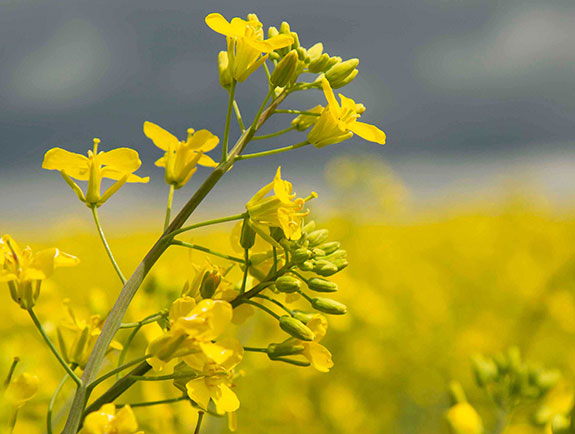 Closeup of a blooming canola plant in field