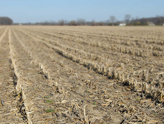 Stubble in cornfield - long angle shot