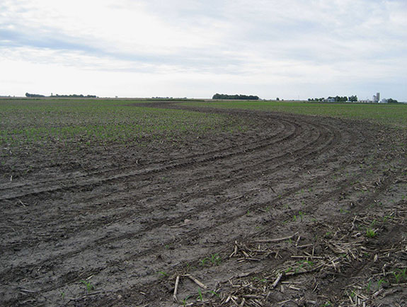 Flooded cornfield - early in the crop season