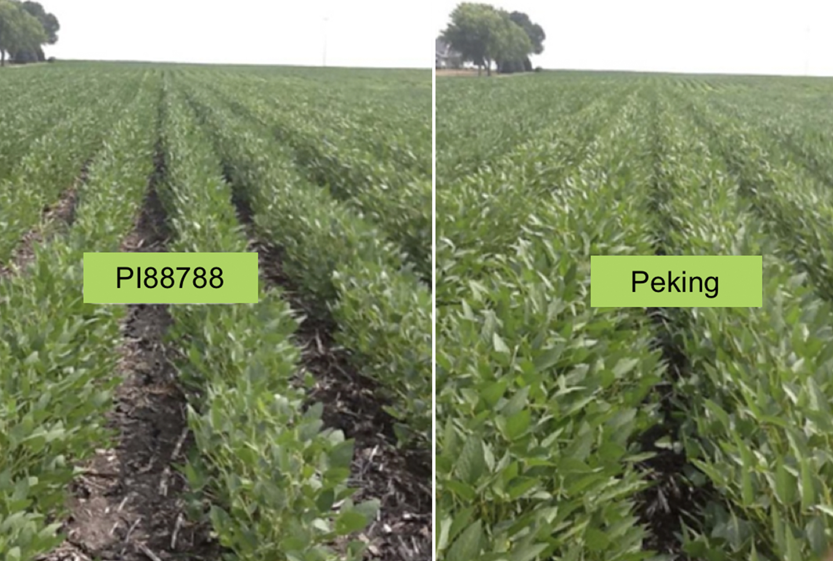 comparison image of PI88788 and Peking